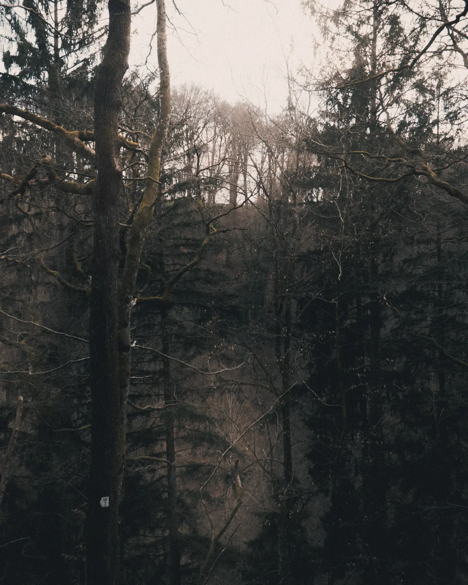 Dense dark forest lining both sides of the path